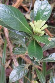 Image result for Cyphostemma barbosae