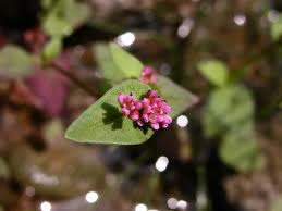 Image result for Persicaria nepalensis