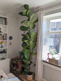 Image result for Ficus lyrata