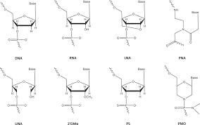 Image result for Nucleic Acid