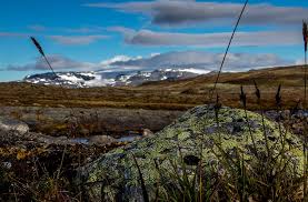 With considerable biodiversity, this area is a meeting point for species from the north, south, east and west. Hd Wallpaper Norway Hardangervidda National Park Nasjonalpark Nature Wallpaper Flare