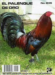 Pin En Gallos De Pelea