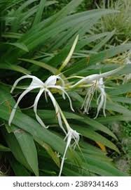 Image result for Corymborkis corymbis