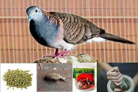 Kesehatan burung perkutut dijamin terjaga secara baik. Bahan Dan Cara Mudah Membuat Jamu Tradisional Untuk Perkutut Kanal Informasi