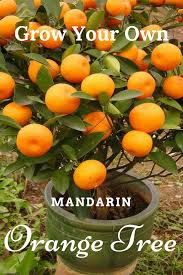 When do mandarin trees fruit. I Love Mandarin Oranges And Growing My Own Is Something I D Love To Do These Trees Are Drought Tolerant But The Frui Fruit Garden Veggie Garden Food Garden