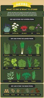 Cut back about half of their growth. Harvesting Deep Green Permaculture