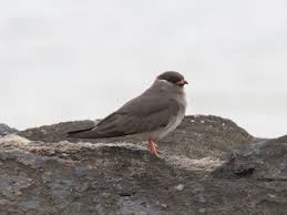 Image result for Platycaulos quartziticola