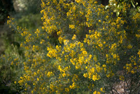 Image result for Senna artemisioides