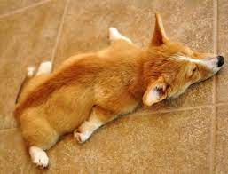 Jun 25, 2021 · why crate training is important for corgi puppies. Corgi Sleeping 9gag