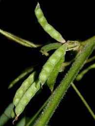 Image result for Galactia striata