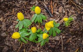 Consider using organic mulch in areas that require moisture and heat. Will Plants Grow Through Mulch Pepper S Home Garden