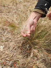 Image result for Aristida stipoides