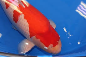 Ikan koi multi warna ini memiliki warna dasar biru dengan bercak putih, merah, hitam, dan biru gelap. Ikan Koi Ini Laku Rp 25 Miliar Kenapa Bisa Mahal Banget Kumparan Com