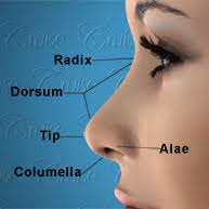 Rhinoplasty Orange County Nose Anatomy Newport Beach Nose Surgery Cruise Plastic Surgery