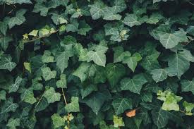 Remove the ivy from its current pot. How To Grow Hedera Helix Ivy Indoors
