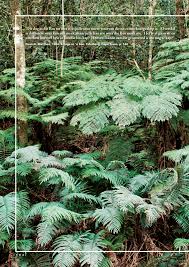 Image result for Schlechterina mitostemmatoides