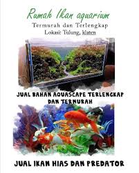 Kamu bisa menemukan penjual ikan hias import dari seluruh indonesia yang terdekat dari lokasi & wilayah kamu sekarang. Rumah Ikan Hias Dan Aquascape Home Facebook
