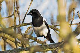 На крабов на иконописных рыб и прочих тварей божьих. Pie Bavarde Description De L Oiseau Photos Instinct Animal