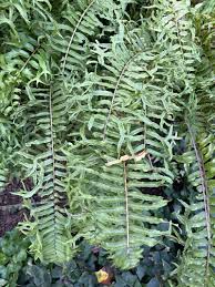 Image result for Nephrolepis biserrata