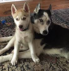Black And White Husky With Blue Eyes Nook And Finn Husky Puppy Blue Eyed Black And White Husky Tan And White Husky White Husky Husky Husky Puppy