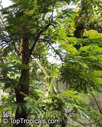 Image result for Acacia cornigera