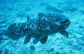 Image result for Coelachne africana