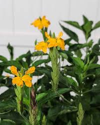 Image result for Crossandra