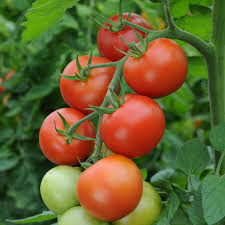 Another burpee tomato that is medium sized is the 3 oz. Tomato Moneymaker Plants 5 Plug Plants 3 99 Brookside Nursery