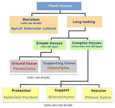 Check spelling or type a new query. Plant Tissues Introduction Atlas Of Plant And Animal Histology