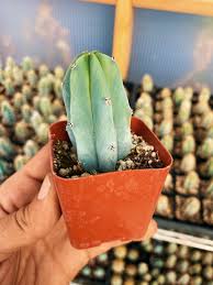 Image result for Myrtillocactus geometrizans