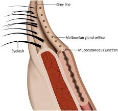 Scopri ricette, idee per la casa, consigli di stile e altre idee da provare. Clear Anatomy And Physiology Of The Anterior Eye Contact Lens And Anterior Eye