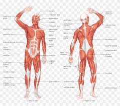 Multiple muscles on the front of your arm shorten (biceps, brachialis, etc.) to allow for this to happen. Responsible For The Movement Of The Human Body As It Labeled Front Muscular System Clipart 5447740 Pikpng