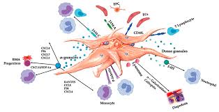 The cell membrane of neurons covers the axons, cell body, dendrites, etc. Ijms Free Full Text Platelet Rich Plasma New Performance Understandings And Therapeutic Considerations In 2020 Html