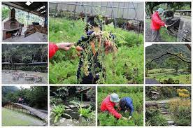 宜蘭農村親子遊 頭城農場 園區環境 原野樂園 焢窯區 窯烤披薩區 蔬菜園 牛舍 熊本一家の生活紀實 places to visit places visiting