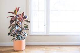 Pink Rubber Tree Large Potted Plants Delivered Nationwide By Leon George Premium Online Plant Shop Plants Rubber Tree Plant Indoor Plants