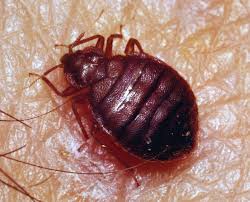 Maybe you would like to learn more about one of these? Bedbug Insect Britannica