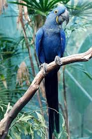 Pin By Somaiya Muhammed On Parrot And Anothers Animals Beautiful Pet Birds Nature Birds