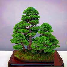 Started at age 15, kimura was an apprentice to master hamano in omiya bonsai village. Egrow Egrow 20pcs Bag Juniper Bonsai Tree Seeds Garden Potted Flowers Office Bonsai Purify Air Absorb Harmful Gases Newchic