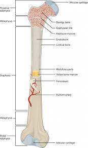 Which of the following bone tissues is adapted to support weight and withstand tension stress. 6 3 Bone Structure Anatomy Physiology