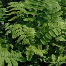 Image result for Cyphia lasiandra