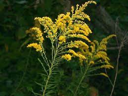 Variety Of Goldenrods Outside My Window