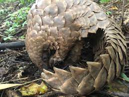 BEING EATEN TO EXTINCTION: 20 PANGOLIN FACTS FOR WPD 2020 - Lilongwe  Wildlife Trust
