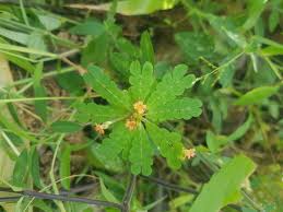 Image result for Biophytum crassipes