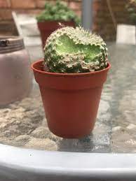 A person, new to cactus growing, posts a picture of their flowering cactus plant in the identification section. Hi There Something Has Taken A Bite Out Of My Cactus I Think It Was A Snail Slug As There Was A Trail Of Slime On The Cactus How Can I Ensure A