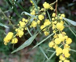 Image result for Acacia pentagona