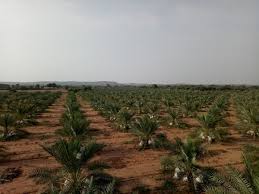 Bumper crop® soil builder has been formulated especially with the vegetable gardener in mind! Bumper Crop Expected For Indian Fresh Barhi Dates