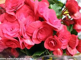 Begonia Elatior Or Reiger Begonia Care And Growing
