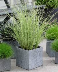 Ornamental grasses make great additions to garden landscapes even small yards. Best Ornamental Grasses For Containers Growing Ornamental Grass Lenny Garden Manage Gfinger Is The Best Garden Manage App