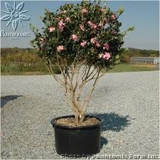 Cleopatra Camellia Trim Ours Into A Tree Instead Of Shrub Evergreen Plants Wholesale Nursery Camellia Tree