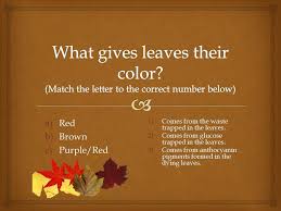 A few centuries ago, humans began to generate curiosity about the possibilities of what may exist outside the land they knew. Autumn Trivia A 2 B 1 C 3 Cool Science Facts Science Facts Fun Science